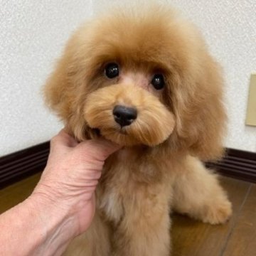 タイニープードル【大阪府・男の子・2025年5月21日・アプリコット】の写真「可愛いお顔の男の子」