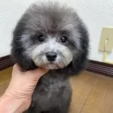 タイニープードル