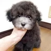 タイニープードル