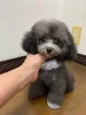 ティーカッププードル【大阪府・女の子・2025年6月7日・シルバー】の写真3