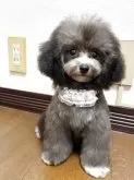 ティーカッププードル【大阪府・女の子・2025年6月7日・シルバー】の写真8