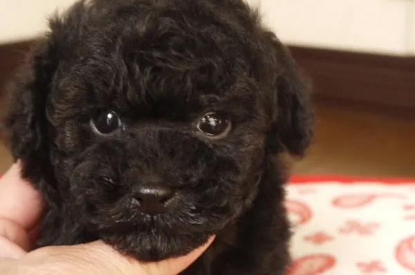 Y.RIRU 様のお迎えした子犬