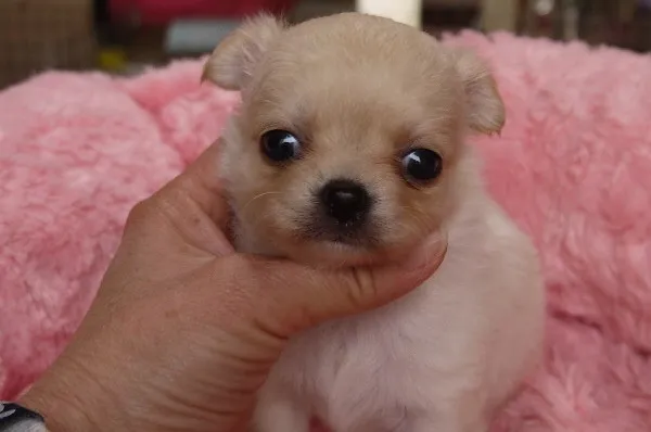ID:1401-00682の子犬