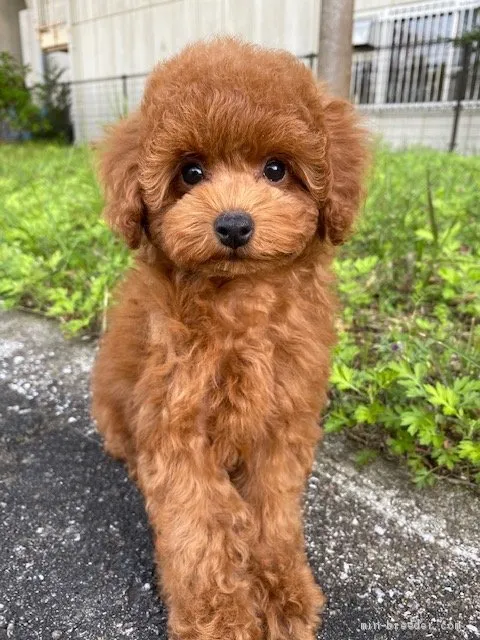 ID:2003-02040の子犬
