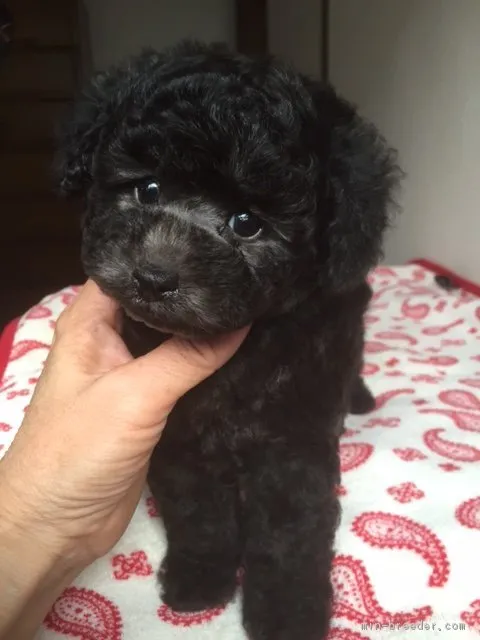 ID:1612-01479の子犬