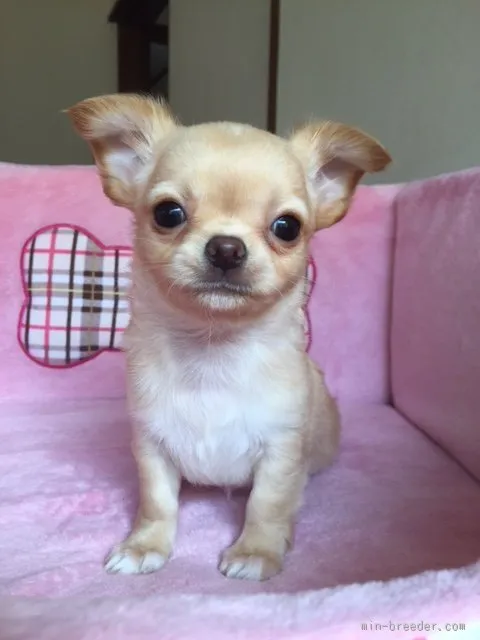 そらまめ 様のお迎えした子犬