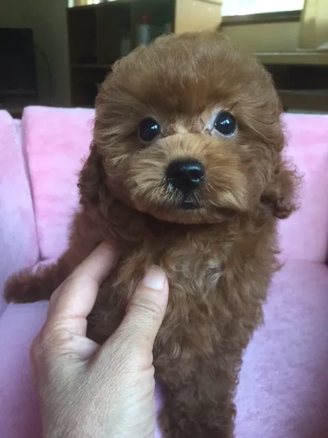 あこ 様のお迎えした子犬