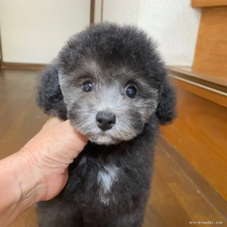 ID：2308-04371の子犬