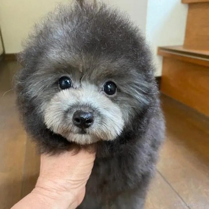 ID:2205-02886の子犬