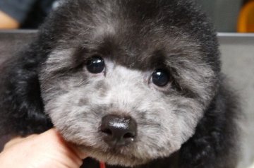 トイプードル(トイ)【大阪府・男の子・2014年3月10日・シルバー】の写真「めちゃめちゃ懐っこい　ボクちゃん」