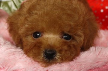 トイプードル(タイニー)【大阪府・女の子・2013年10月27日・レッド】の写真「小さくて可愛いです＾＾」