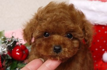 トイプードル(タイニー)【大阪府・女の子・2013年10月27日・レッド】の写真「めっちゃ可愛いお顔をしてます＾＾」