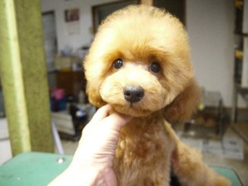 トイプードル(トイ)【大阪府・女の子・2015年4月4日・レッド】の写真「元気印の女の子」