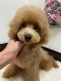 トイプードル(トイ)【大阪府・男の子・2024年4月27日・レッド】の写真3