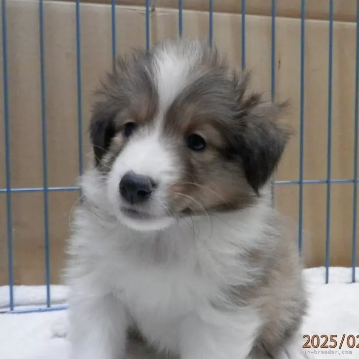 ID：2502-04971の子犬