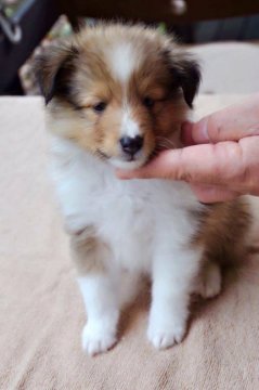 シェットランドシープドッグ【静岡県・男の子・2016年7月22日・セーブル&ホワイト】の写真「太いカラーのかわいらしい子です」