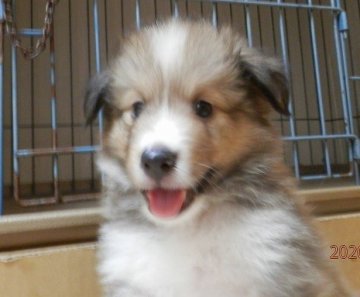 シェットランドシープドッグ【静岡県・男の子・2020年6月24日・セーブル&ホワイト】の写真「とにかく人懐っこく元気いっぱいな男の子です。」