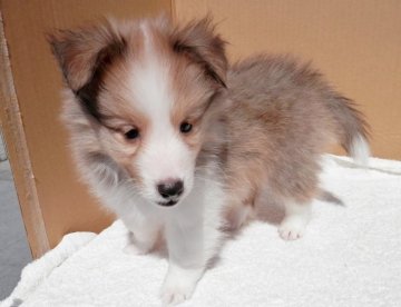 シェットランドシープドッグ【静岡県・男の子・2019年1月16日・セーブル&ホワイト】の写真「仔犬の時の可愛さを早く皆様に届けたく価格下げます」