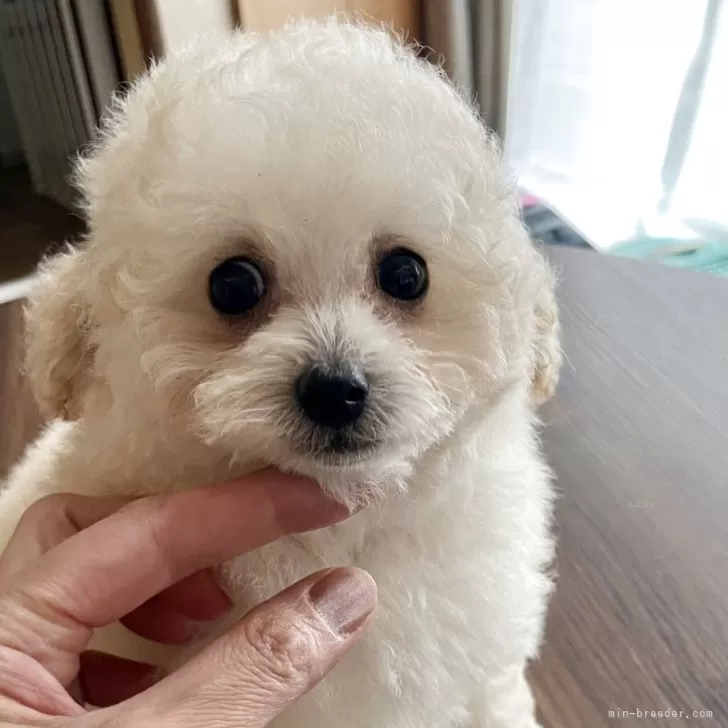 ティーカッププードル【富山県・男の子・2025年7月14日・クリーム】の写真1