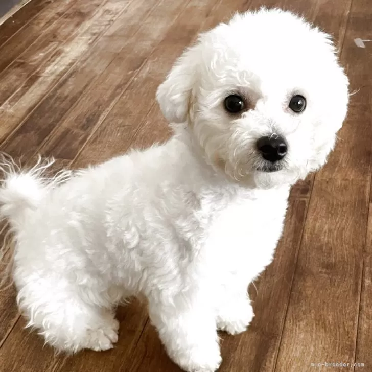 ビションフリーゼ【富山県・女の子・2025年3月25日・ホワイト】の写真1