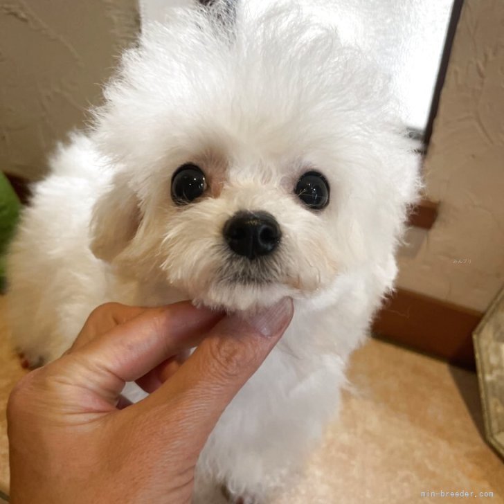 ブリーダー画像