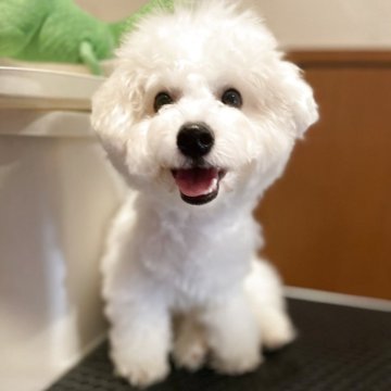 ビションフリーゼ【富山県・男の子・2025年3月24日・ホワイト】の写真「しっかり胴の詰まったスタイルの良い子✨」