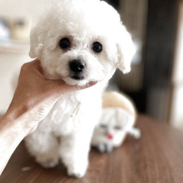 ビションプー(トイプードル×ビションフリーゼ)【富山県・男の子・2025年7月1日・ホワイト】の写真「小さな王子様」