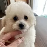 ティーカッププードル【富山県・男の子・2025年7月14日・クリーム】の写真1