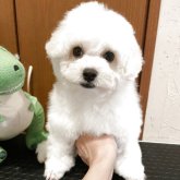 ビションフリーゼ