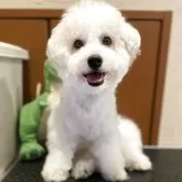 ビションフリーゼ