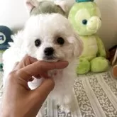 ビションプー(トイプードル×ビションフリーゼ)【富山県・女の子・2025年7月1日・ホワイト】の写真1