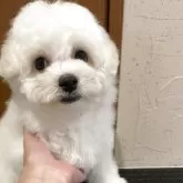 ビションフリーゼ