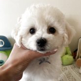 ビションプー(トイプードル×ビションフリーゼ)