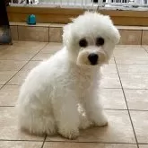 ビションフリーゼ