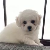 ビションフリーゼ