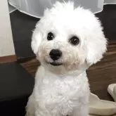 ビションフリーゼ【富山県・男の子・2025年3月24日・ホワイト】の写真2