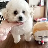 ティーカッププードル【富山県・男の子・2025年7月14日・クリーム】の写真2