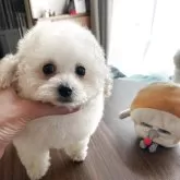 ティーカッププードル【富山県・男の子・2025年7月14日・クリーム】の写真3