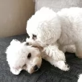 ビションフリーゼ【富山県・男の子・2025年3月24日・ホワイト】の写真5「親子です♥️」