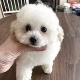 ティーカッププードル【富山県・男の子・2025年7月14日・クリーム】の写真5