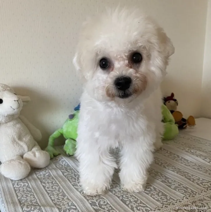 トワ 様のお迎えした子犬