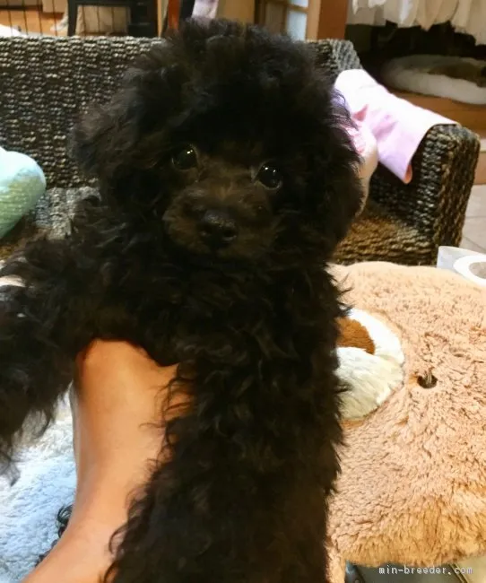 ID：1808-02206の子犬