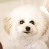 タイニープードル
