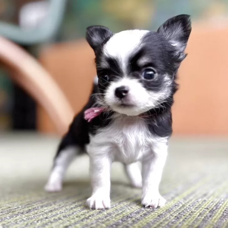 ID：2505-07315の子犬