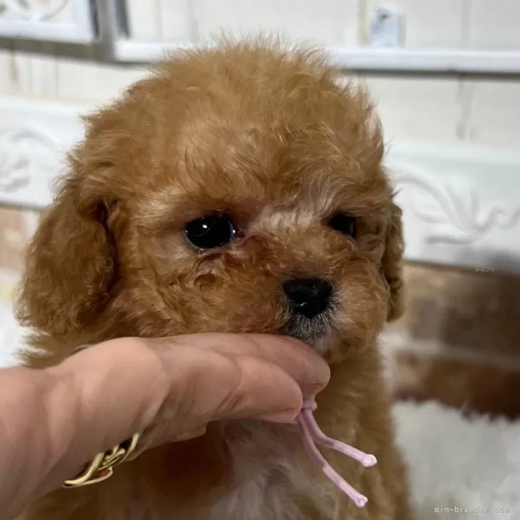 ID:2503-03953の子犬