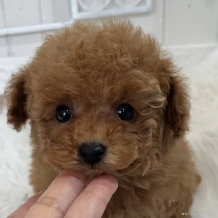 ID：2501-06704の子犬