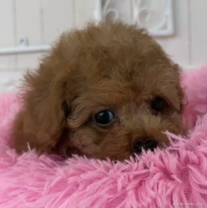 タイニープードル【石川県・女の子・2025年10月7日・レッド】の写真1