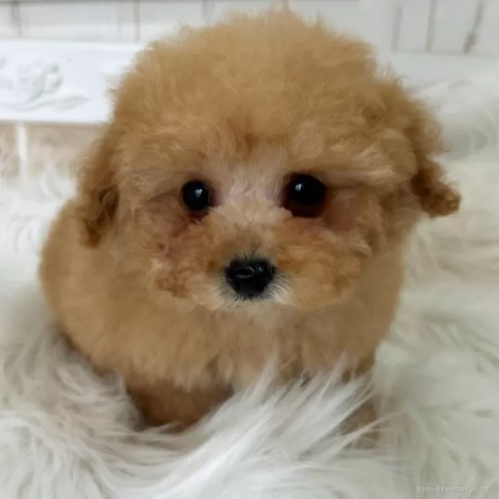 Y.K 様のお迎えした子犬