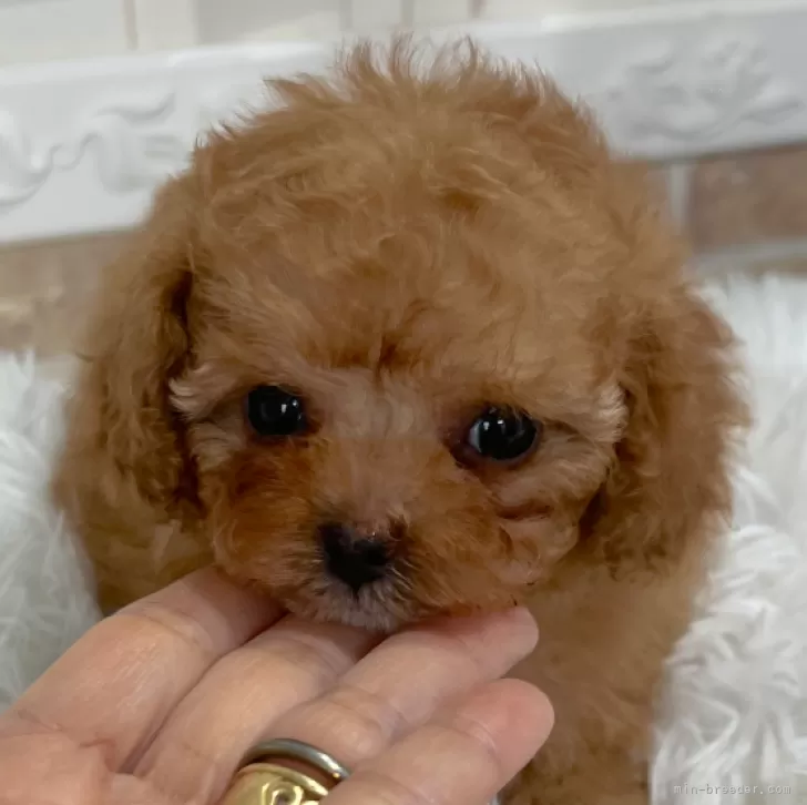 ID:2503-05624の子犬