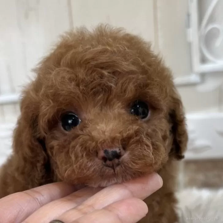 ID:2503-03935の子犬